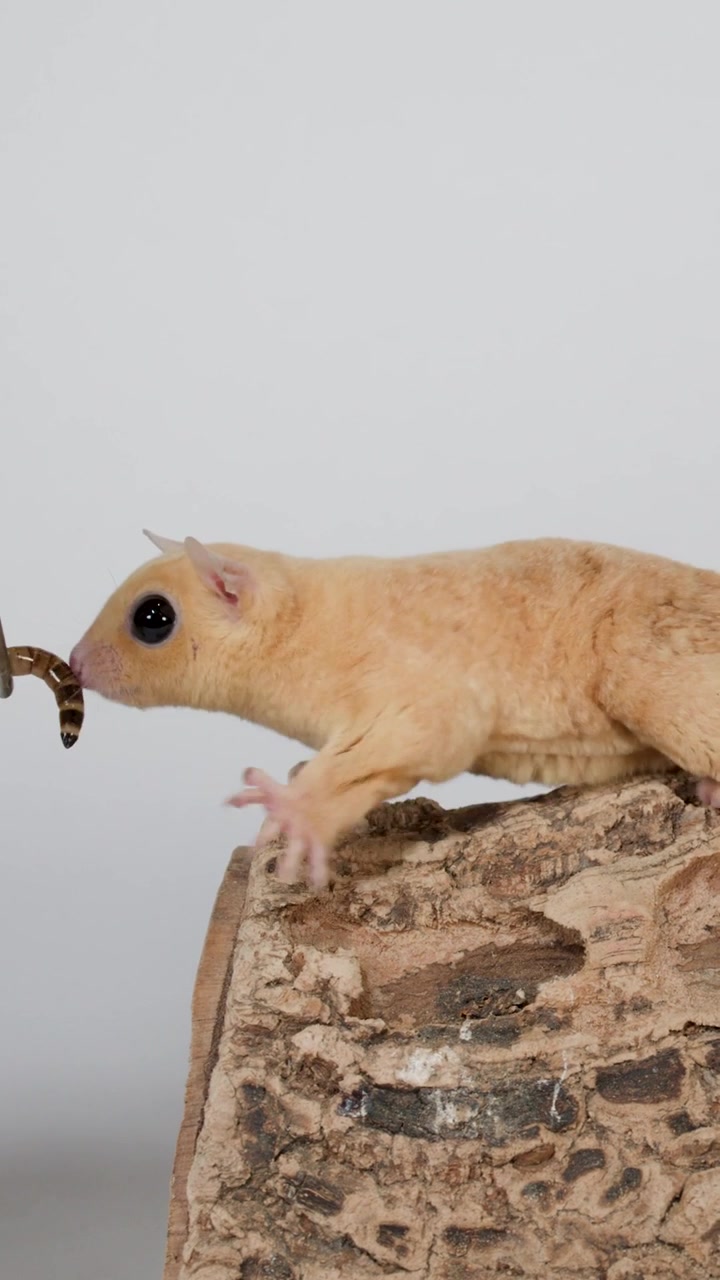 Un piccolo petauro dello zucchero appollaiato su una corteccia mangia una larva della farina offerta da pinzette metalliche