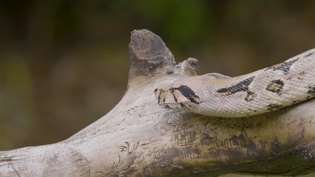 A boa constrictor wrapped tightly around a tree branch in its natural jungle habitat. Shot in daylight with shallow depth of field, showing detailed snake patterns and tropical environment
