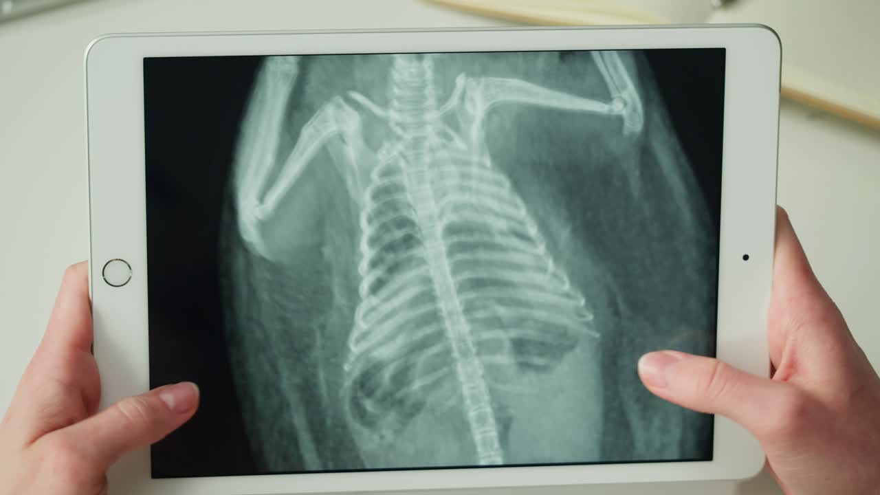 X-ray of an injured bird on a tablet