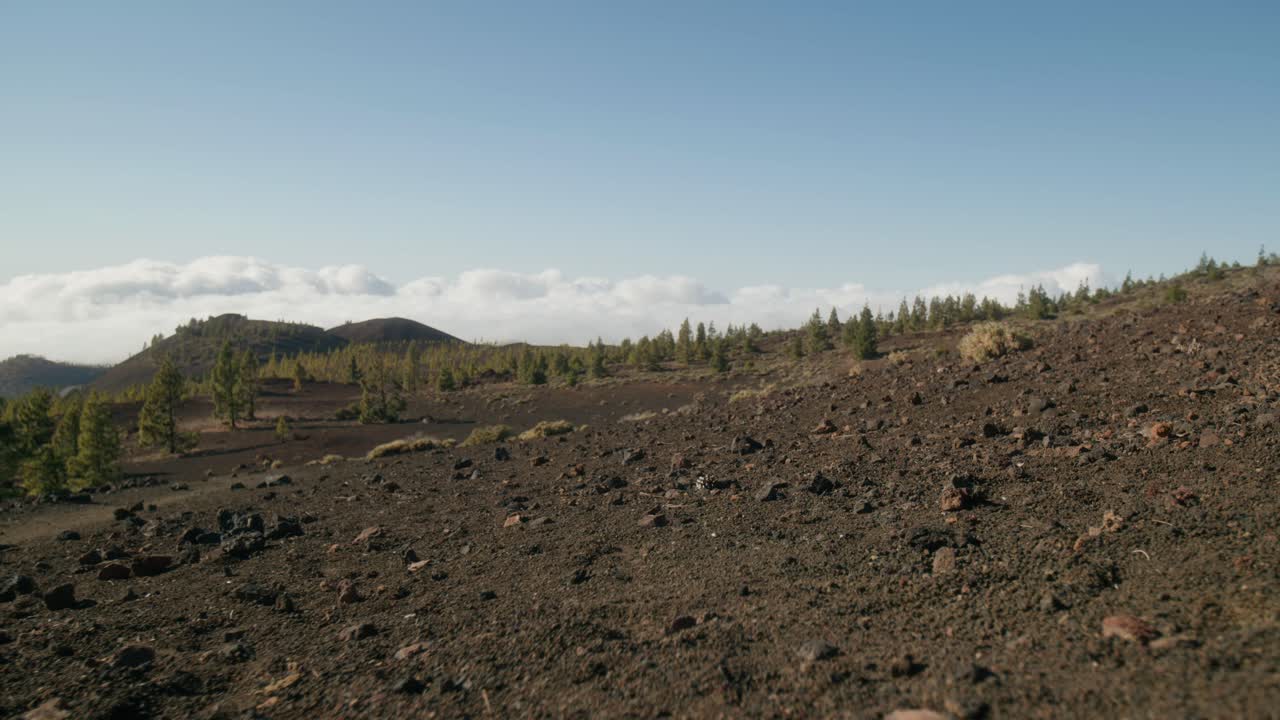 suelo volcánico rocoso y bosque de pinos verdes en primavera, parque nacional del teide en tenerife, islas canarias
