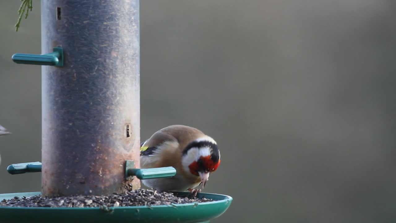 goldfinch, carduelis carduelis, 교수형 피더에서 니제르 씨를 먹고
