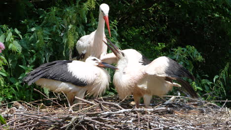 Family-of-storks-resting-in-nest-and-feeding-kids-with-food,close-up-slow-motion