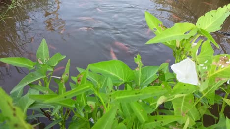 Fische-Schwimmen-Im-Teich-Und-Zahm