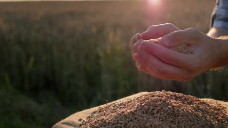 Un-Hombre-Sostiene-Un-Puñado-De-Trigo-En-El-Fondo-De-Un-Campo.-Agricultura-Ecológica