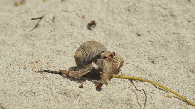 Hermit Crab on Sand