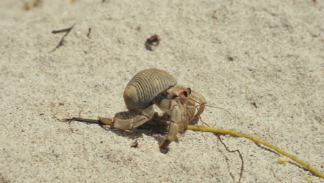 hermit crab on sand