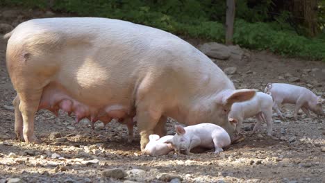 Toma-En-Cámara-Lenta-De-La-Familia-De-Cerdos-Rosados-Con-Bebés-Recién-Nacidos-Divirtiéndose-Al-Aire-Libre-En-Tierras-De-Cultivo