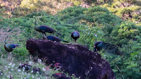 Pavo-Real-Verde,-Pavo-Muticus