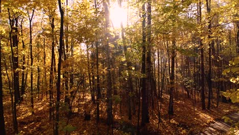 colorful autumn forest wood