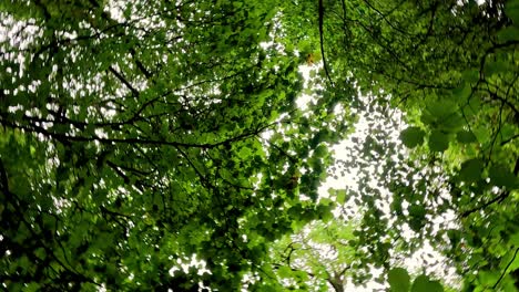 hojas verdes exuberantes que forman un denso dosel del bosque