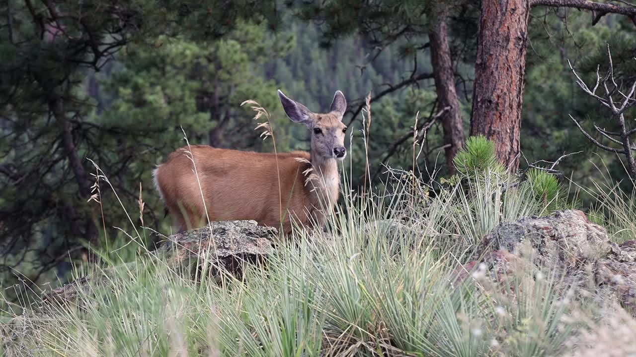 Cerva mulo che mastica e si guarda intorno, ripresa a mano libera.