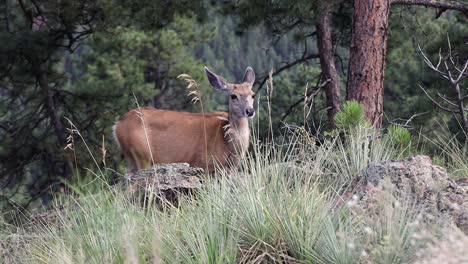 Mule-Deer-Doe-chewing-and-looking-around,-handheld