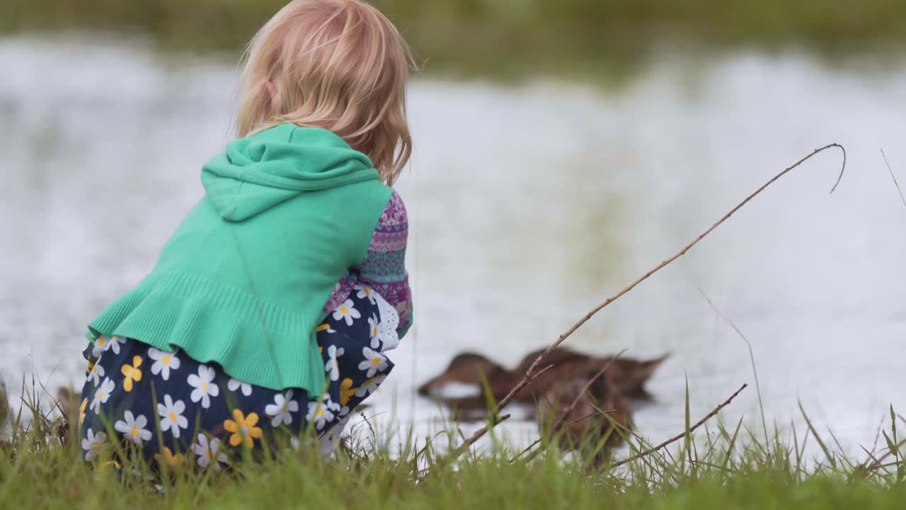 Närbild på liten flicka som sitter och tittar på bruna gräsänder som simmar i en damm
