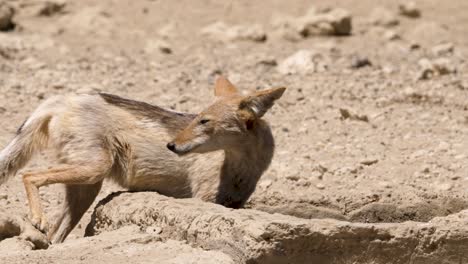 El-Chacal-De-Lomo-Negro-Bebe-De-La-Trocha-De-Agua-En-Un-Día-Caluroso-En-El-Desierto-De-Kalahari