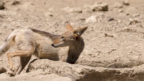 el chacal de lomo negro bebe de la trocha de agua en un día caluroso en el desierto de kalahari