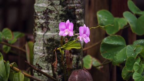 Cooktown-orchids-in-heavy-rain-in-home-garden-on-palm-tree,-Mahe-Seychelles-30fps