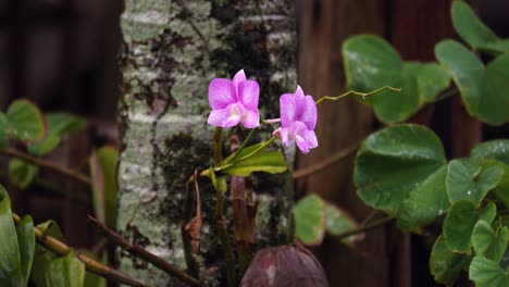 orquídeas de cooktown en fuerte lluvia en el jardín de la casa en la palmera, mahe seychelles 30fps