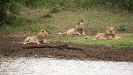 Tres-Leones-Salvajes-Se-Sientan-Junto-Al-Río,-Un-Macho-Bosteza-Y-Se-Levanta-Para-Beber-Agua