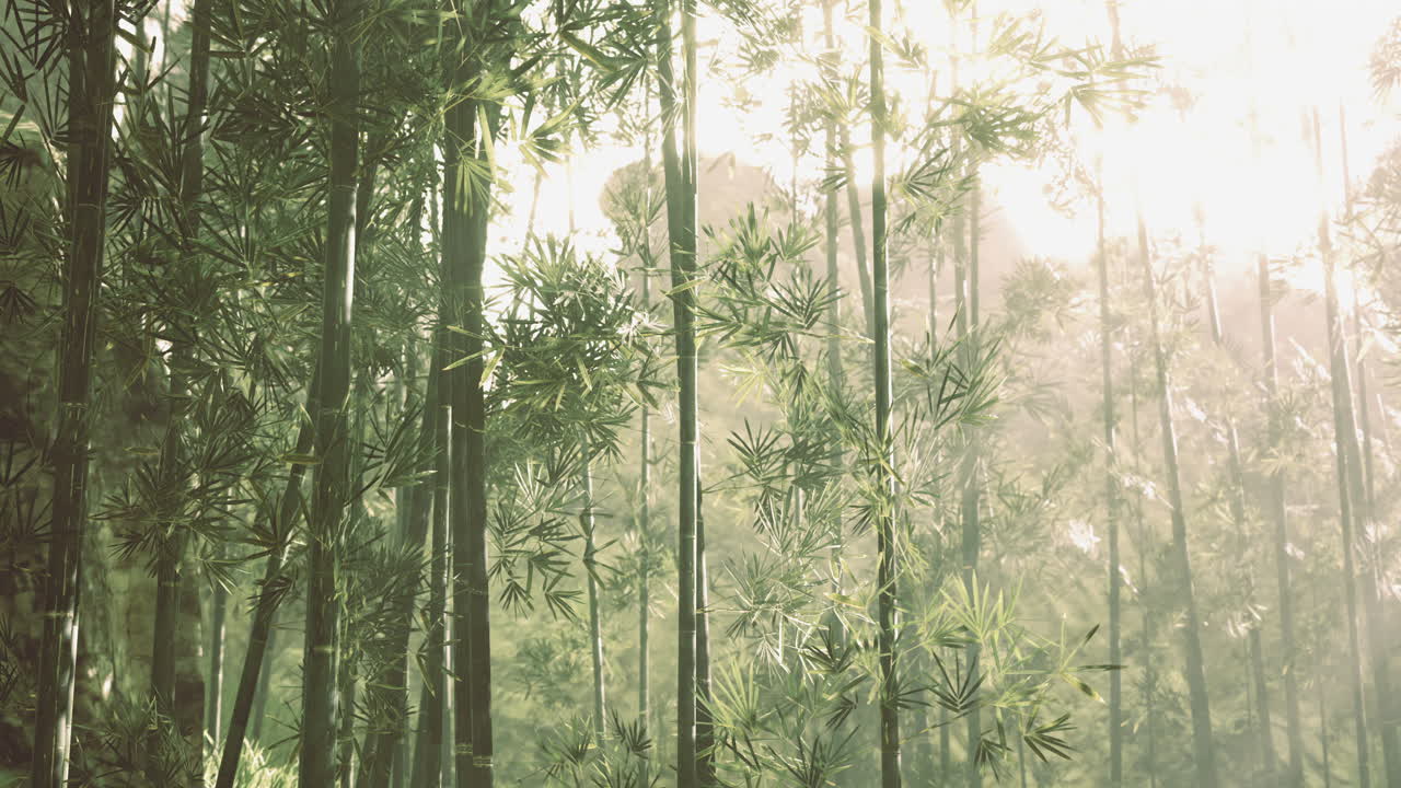 Serene sunlight filters through lush bamboo forest in quiet morning