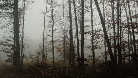 Autumn-forest-on-a-foggy-day,-panning-shot