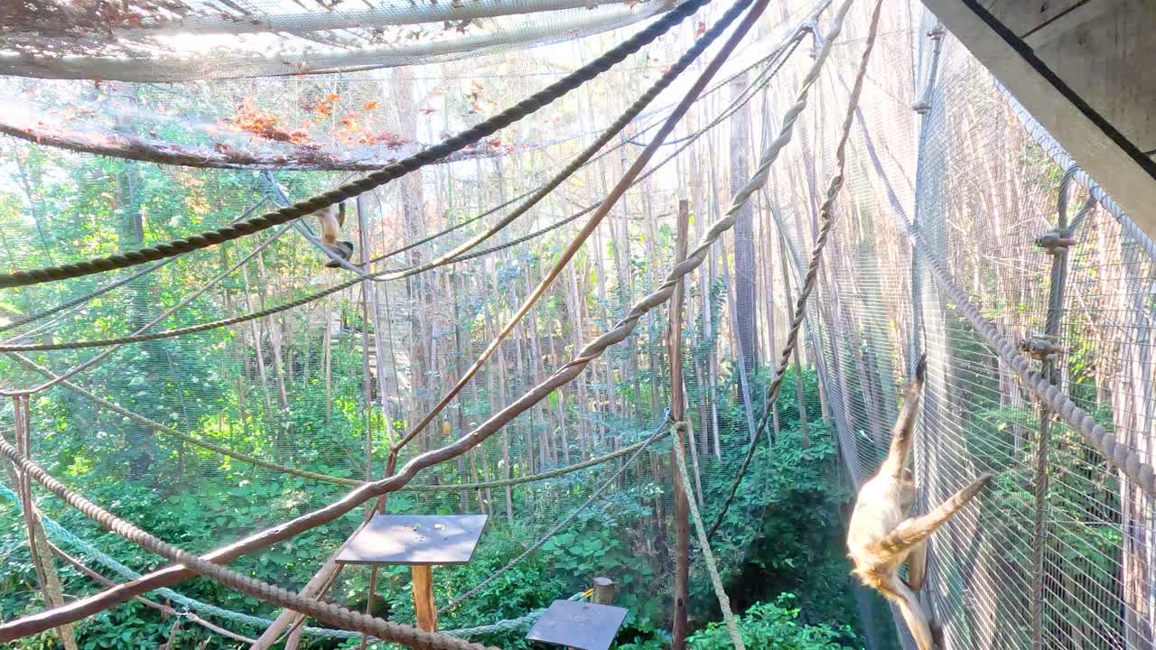 거미 원이 들 이 울창 한 동물원 에 있는 환경 에서 놀이 를 하며 상호 작용 하고 있다