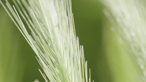 Nahaufnahme-Komplizierter-Details-Von-Weizen-Oder-Wildpflanzen-Mit-Zarten-Strängen