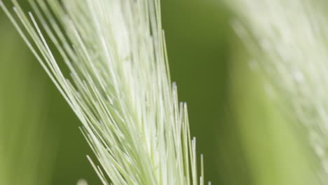 closeup of intricate details of wheat or wild crop with delicate strands