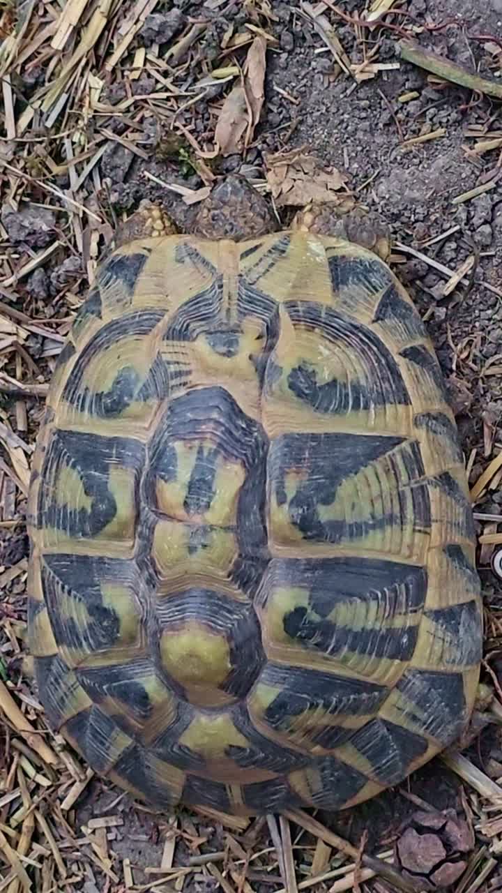 An overhead view of a tortoise on the soil, its patterned shell visible as it moves slightly
