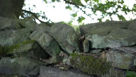 moss growing on traditional dry stone wall in yorkshire