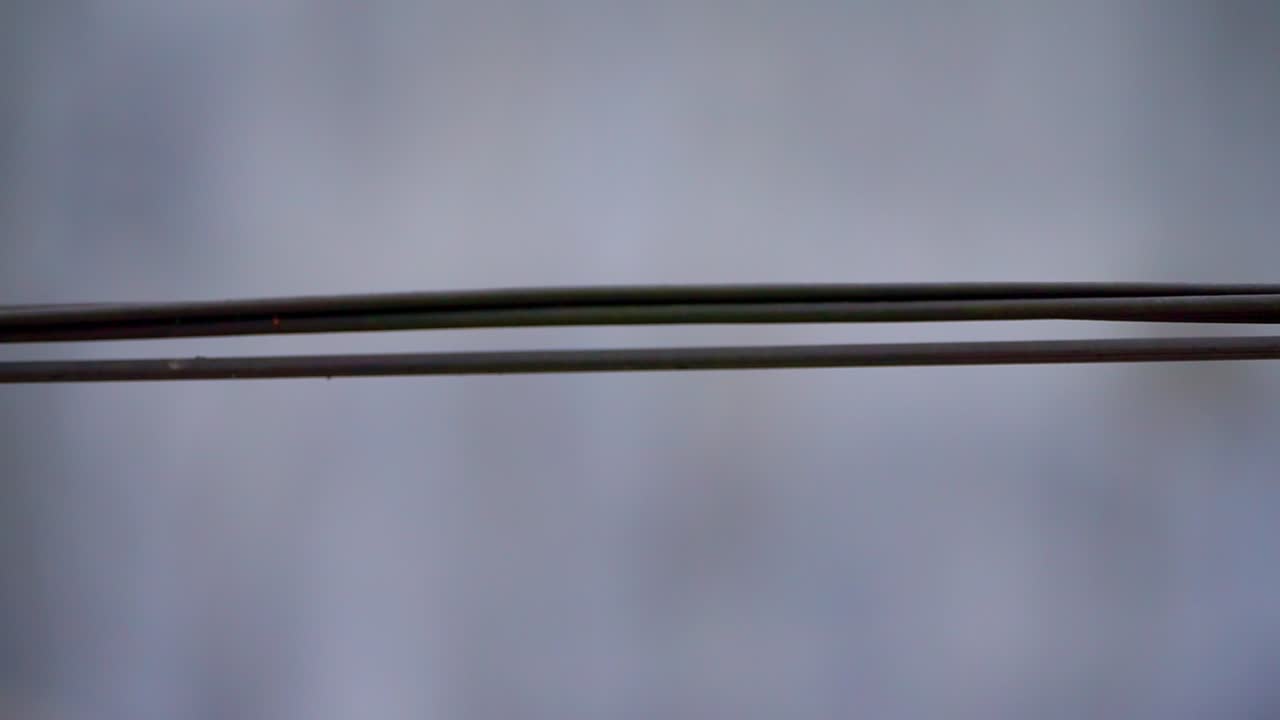 статичный снимок муравьев, идущих по черным проводам