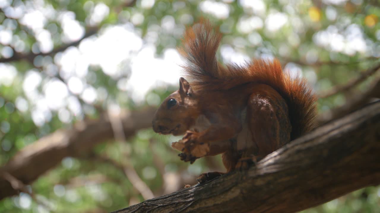 Cute squirrel eating a nut while sitting on a tree in the park, slow-motion, close-up