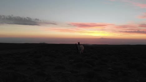 Bella-Madre-Llama-Y-Su-Cachorro-Al-Atardecer-En-Las-Tierras-Altas-Del-Desierto-De-Atacama,-Chile,-Sudamérica