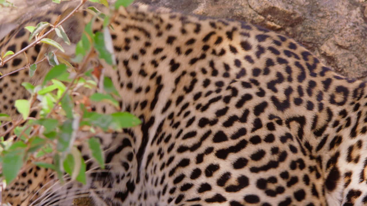 Kuru savandaki bir kayanın üzerinde dinlenen leopar.