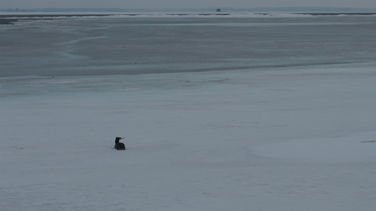 Cormorant sitting in frozen water on the open sea