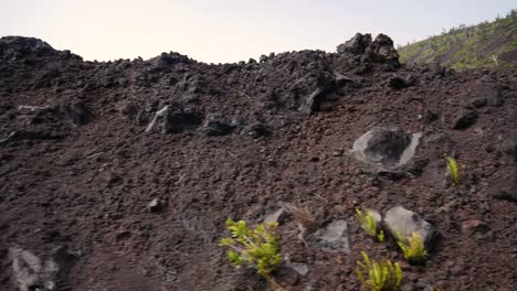 Driving-past-lava-ledges-carved-out-of-a-lava-flow-on-the-slopes-of-a-volcano-for-a-road-to-be-made-and-the-vegetation-that-thrives-on-it