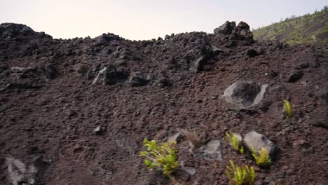 driving past lava ledges carved out of a lava flow on the slopes of a volcano for a road to be made and the vegetation that thrives on it