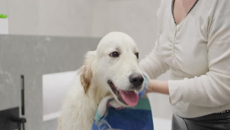 woman drying a golden retriever after a bath