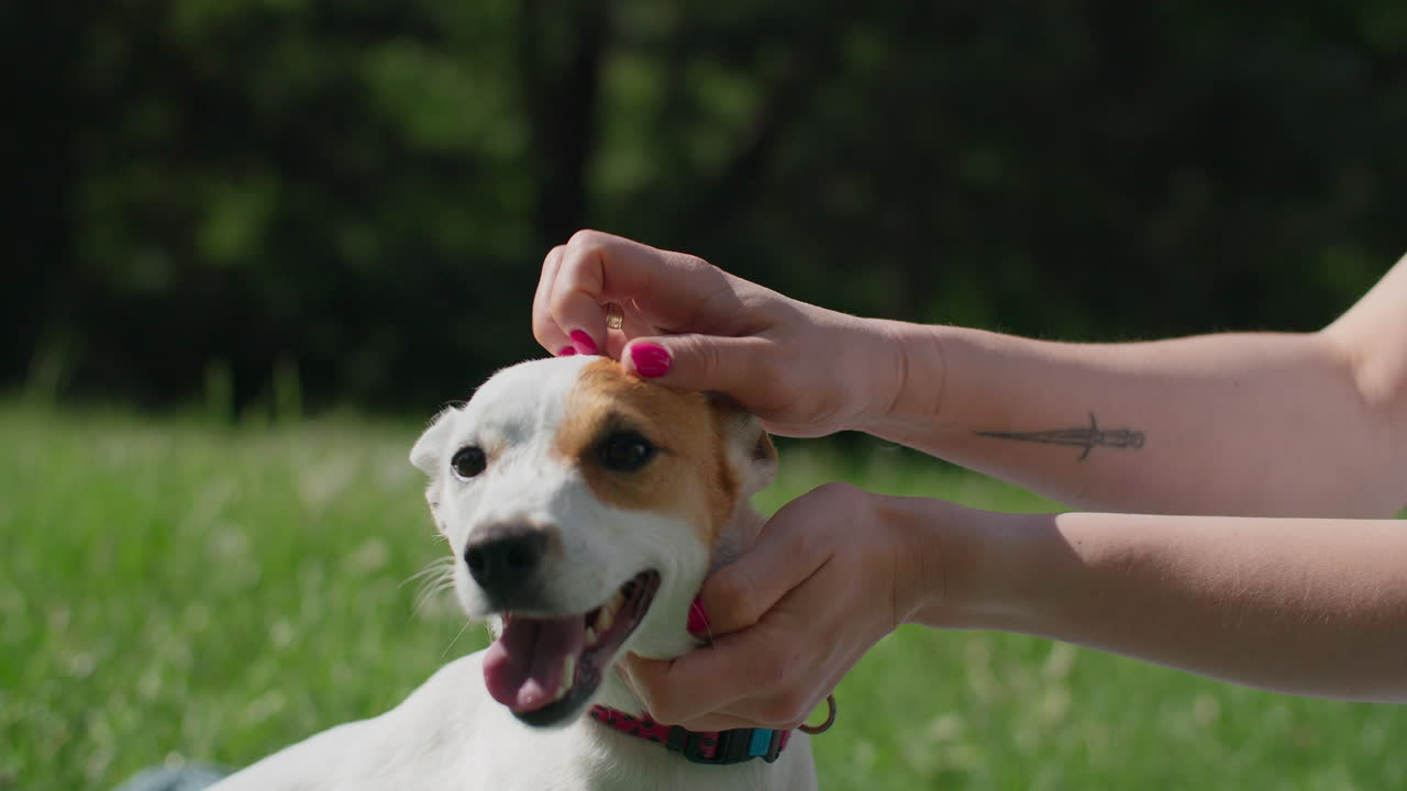 강아지와 함께 재생하는 여자