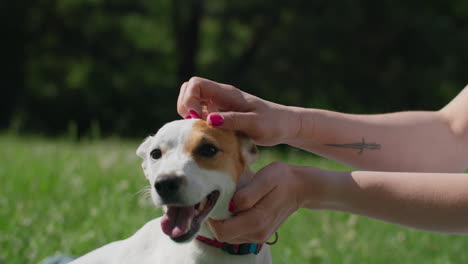 woman playing with a dog