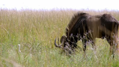 Static-shot-of-a-young-wildebeest-eating-in-the-long-grass-in-the-grassland