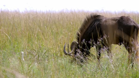 toma estática de un joven ñu comiendo en la hierba larga de la pradera