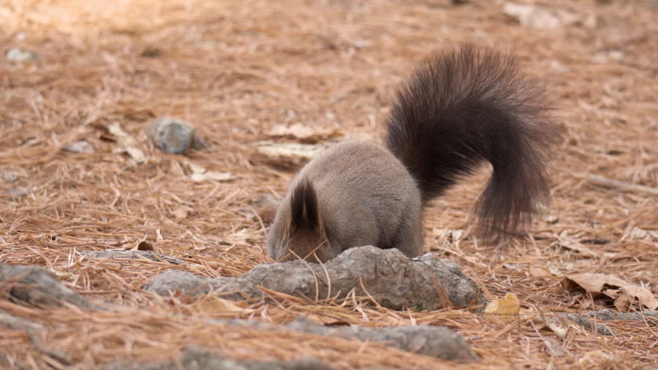 la ardilla de abert busca nueces en el suelo en el bosque de otoño
