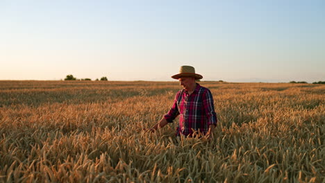 aged farmer walks in the wheat up to his waist. man in hat strokes ripe ears of corn while walking.