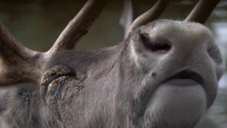 Extreme-close-up-of-quiet-deer-head,-with-closed-eyes-and-raised-snout-resting-in-the-middle-of-the-forest