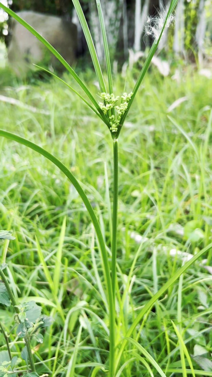 Close-up of a Green Sedge Plant in a Grassy Field