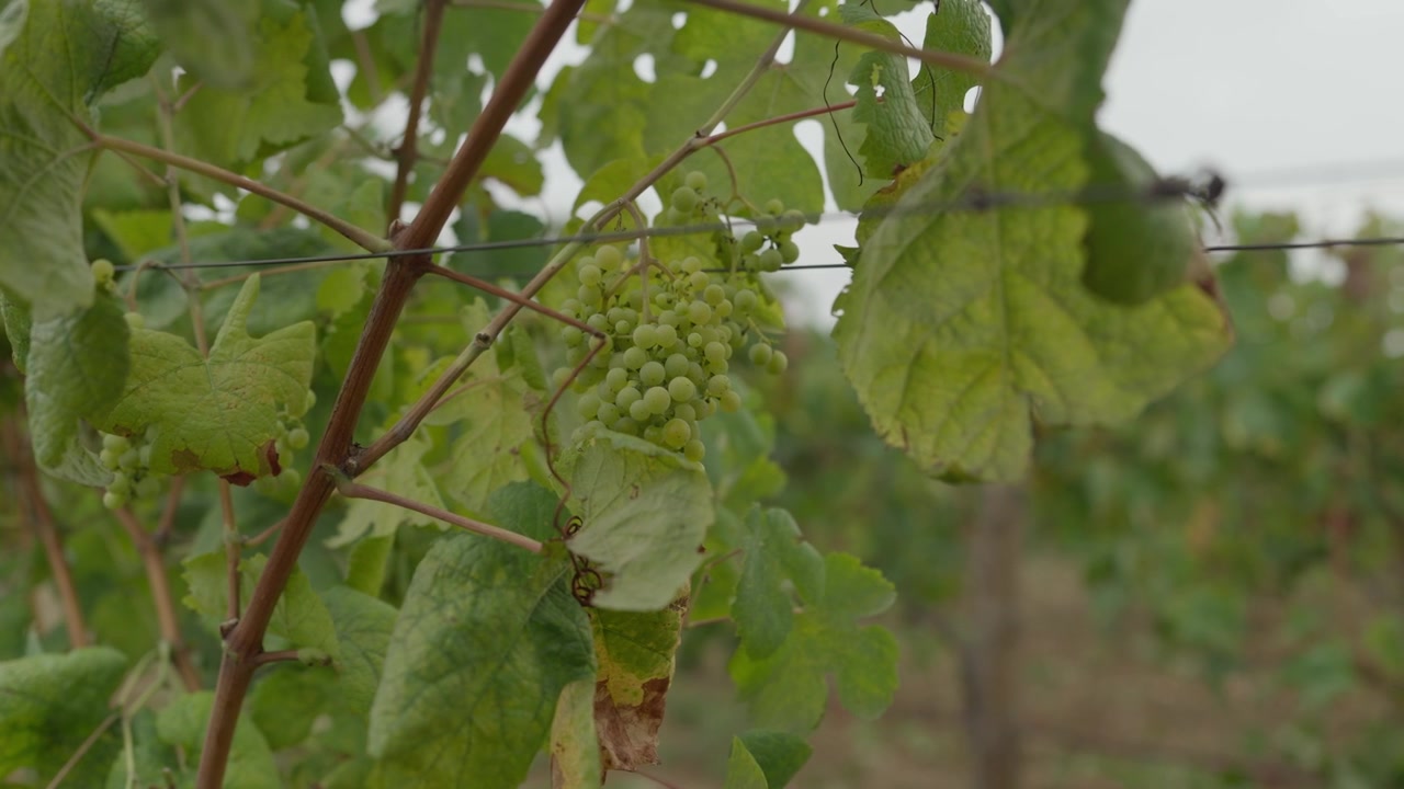 Giovane grappolo d'uva verde che si forma sulla vite tra foglie, tralci e viticci