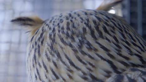 striped feathers on back of head of siberian eagle owl