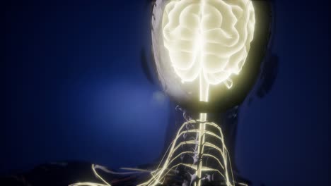anatomía del cerebro humano