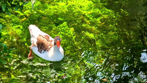 amazing tropical shot of a white duck swimming in crystal clear water with green plants.