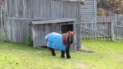 shetland pony walking near wooden shed